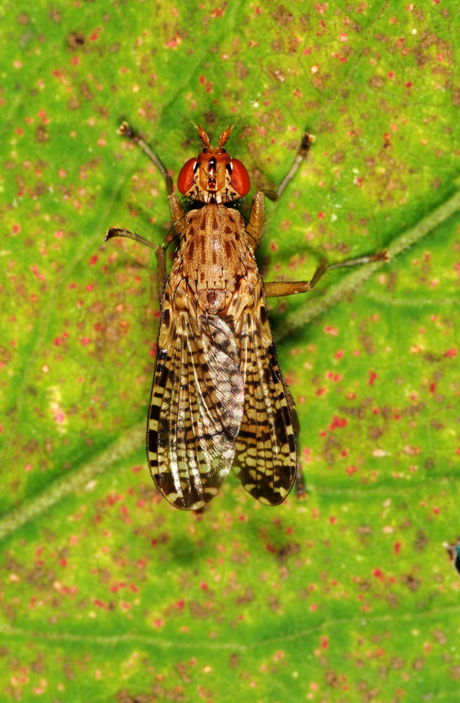 Euthycera chaerophylli (Sciomyzidae).